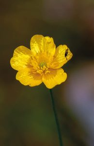 Niittyleinikki